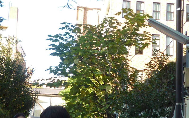 P1130909 P1130909